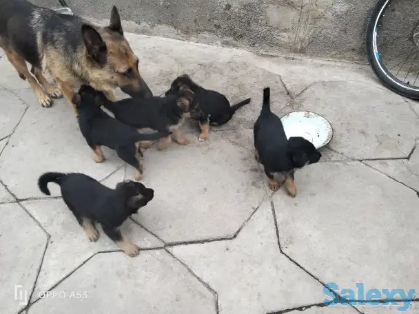 Продаются чистокровные щенки немецкой овчарки, фотография 3