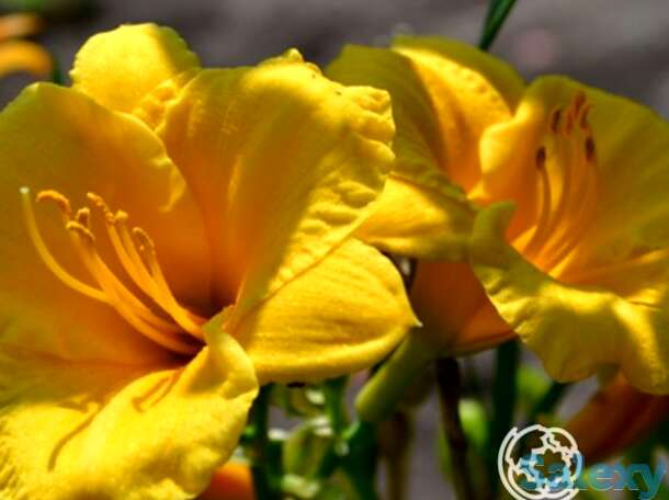 Лилейник Стелла де Оро, фотография 1