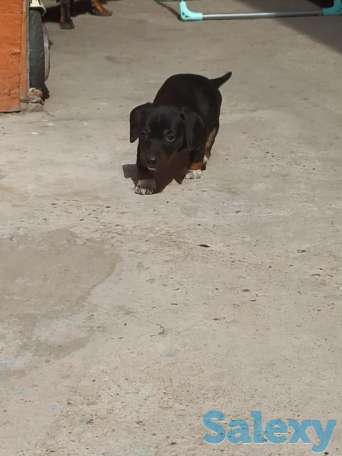 Продаются щенки стандартной гладкошерстной таксы, фотография 2