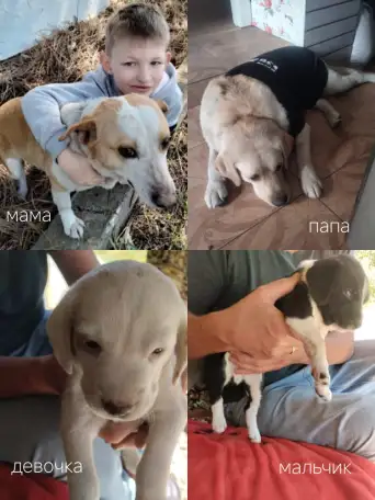 Отдам щенков в хорошие руки, фотография 1