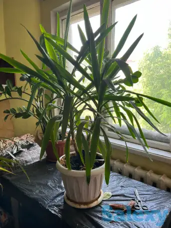 Продаю комнатные растения, фотография 2