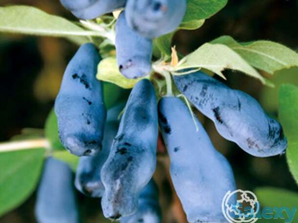 Жимолость Морена., фотография 1