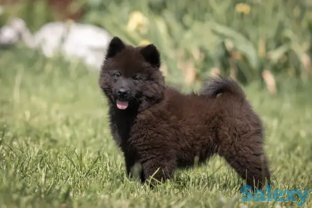 Евразиер! Очень редкая порода!, фотография 5