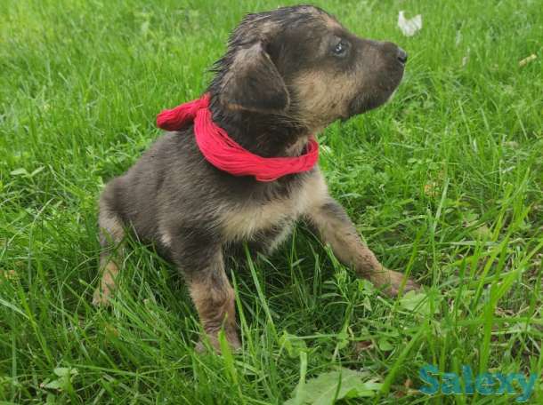 Щенки овчарки, фотография 9