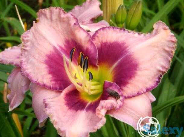 Лилейник эйдж эхед, фотография 1