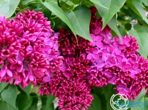 Сирень красная москва, фотография 1