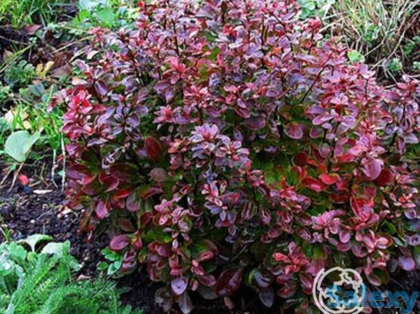 Барбарис багатель, фотография 1