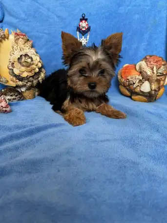 Шикарные малыши Йоркширского терьера, фотография 5