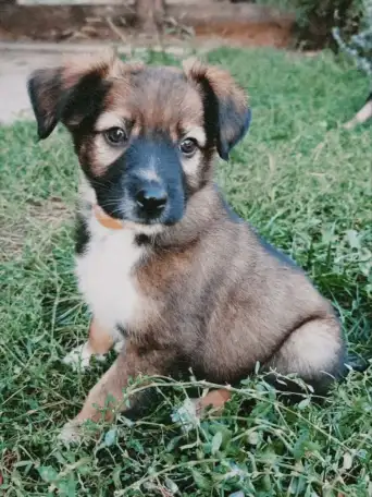 Щенки метисы от кинолога, фотография 8