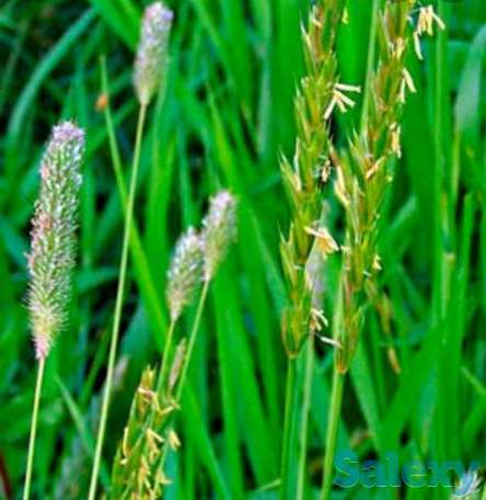 Семена Пырей ползучий РСТ , Россия, фотография 1