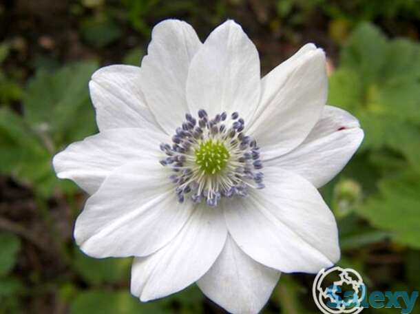 Анемона левилля, фотография 1