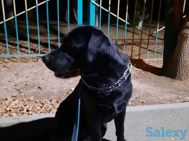 Продам лабрадора ретривера, фотография 2