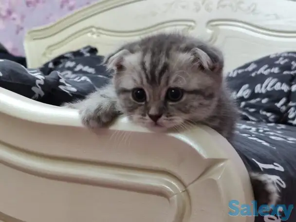 Продаются шотландские вислоухие котята, фотография 5