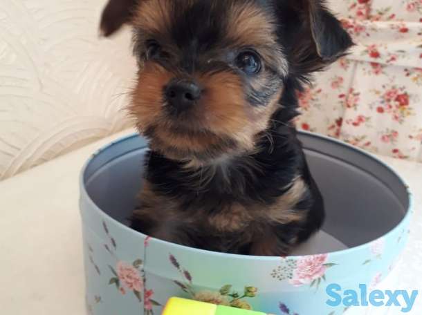 Очаровательные щенки йорка, фотография 6