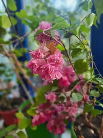 Продам роскошные Бугенвилии, фотография 5