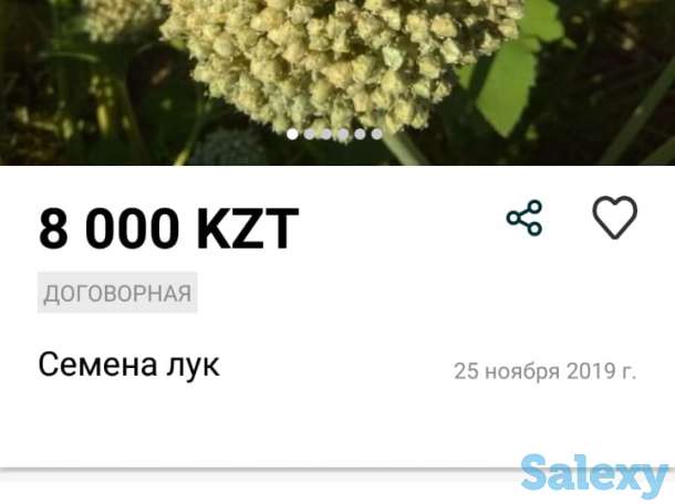Семена лука, фотография 2