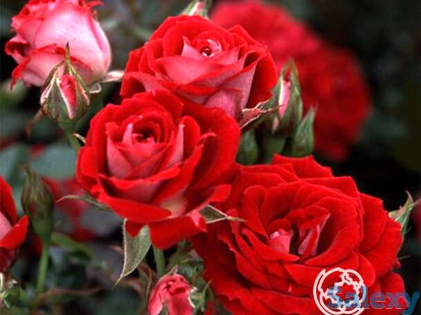 Роза мейди миниатюрная, топалович, фотография 1