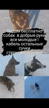 Оддам бесплатно собак в добрые руки, фотография 1