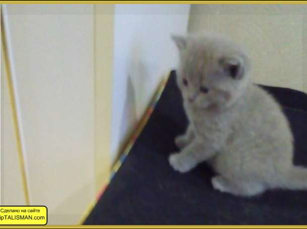 Продаю  котят Скоттиш-страйт  и Скоттиш-Фолд, фотография 5