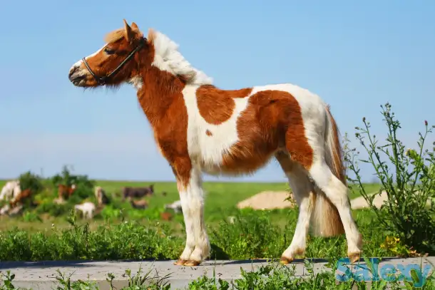 Продажа пони. Пони-ферма., фотография 8