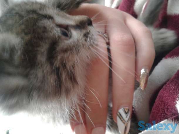 Отдам котят в добрые и заботливые руки, фотография 1