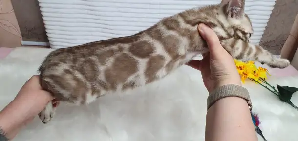 Бенгальские котята от привозных родителей, фотография 10