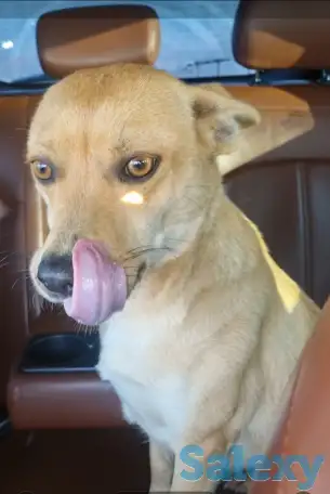 Милашки ищут дом., фотография 2