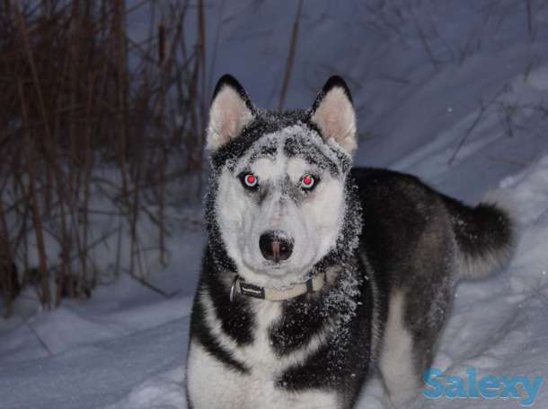 Продаются щенки Сибирский Хаски, фотография 3