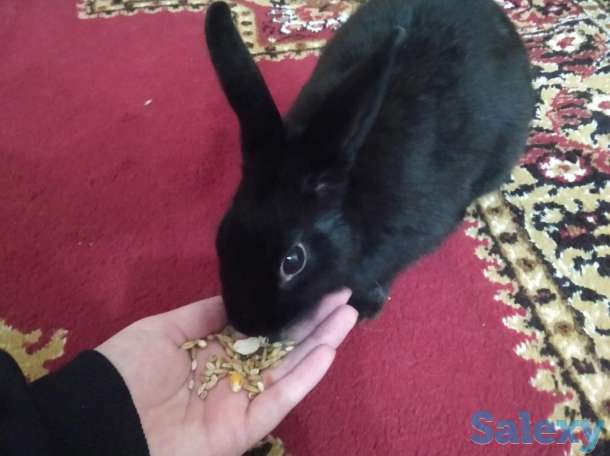 Продаю декоративного кролика, фотография 1