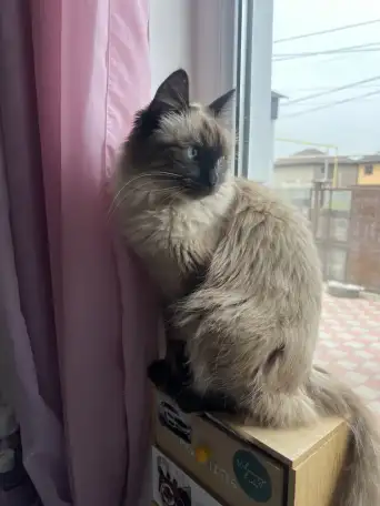 Прошу вернуть кошку за вознаграждение, фотография 2