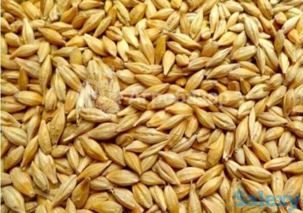 Семена ячменя ярового - 38 сортов ЭС, РС-1/ РС-2, фотография 1