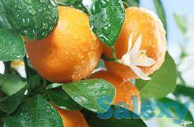 Саженцы цитрусовых, фотография 3