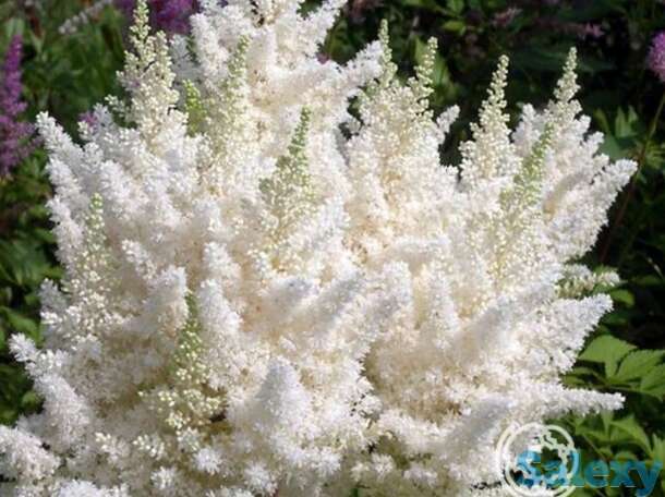 Астильба Юник Вайт, фотография 1