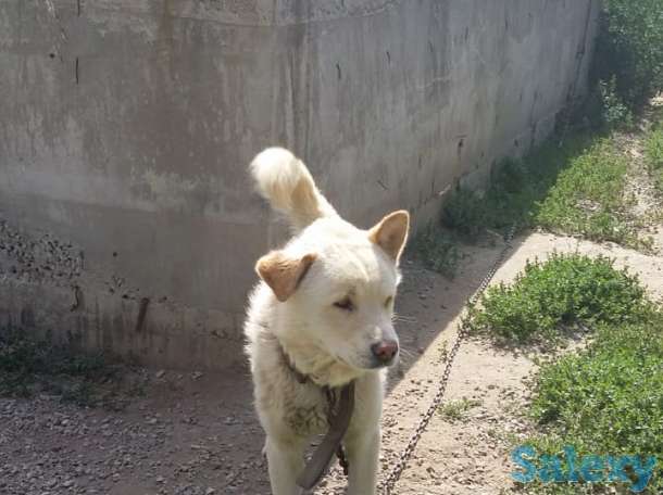 Продам собаку, фотография 1