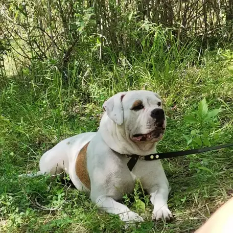 Продам американский бульдог 4 года, фотография 1