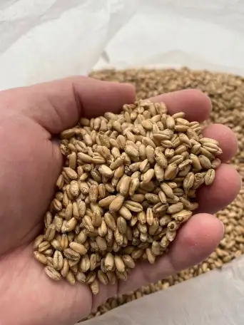 Пшеница 4 класс, фотография 4