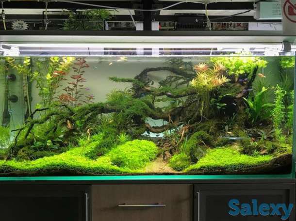 Дизайн аквариума в Алматы, фотография 1