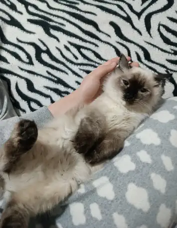 Отдам кошку в хорошие руки, фотография 1