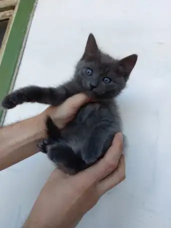 Котята Бармалейки 2 мес., фотография 3