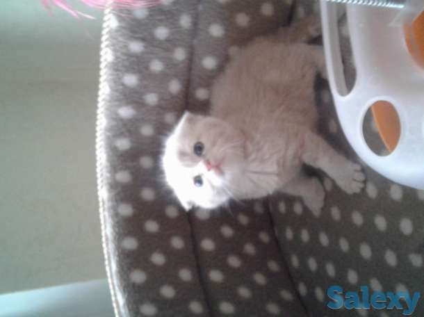 Продам породистых котика, фотография 1