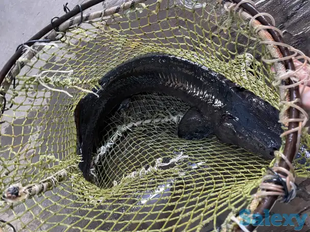 Продажа живого ОСЕТРА!, фотография 3