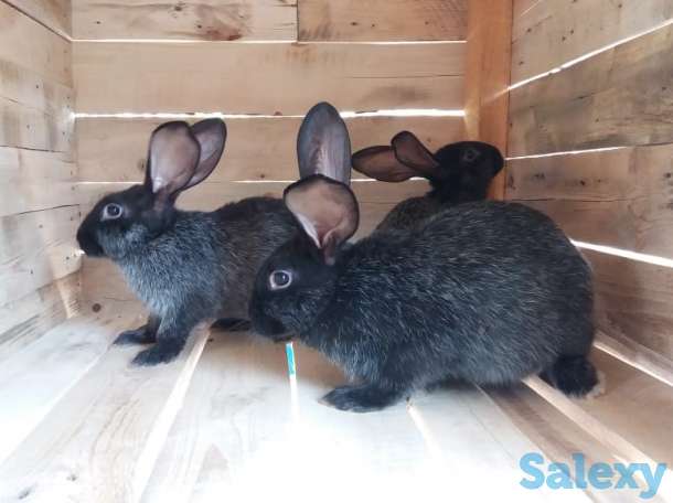 Продам  мясо кролика, фотография 1