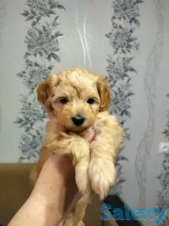 Продажа мальтипу, фотография 2