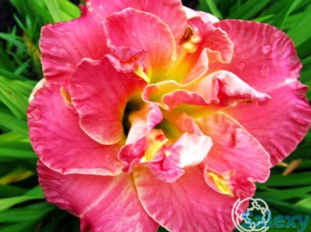 Лилейник лэйси долли, фотография 1