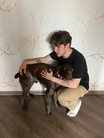 Найден кобель курцхаар г Алматы, фотография 1