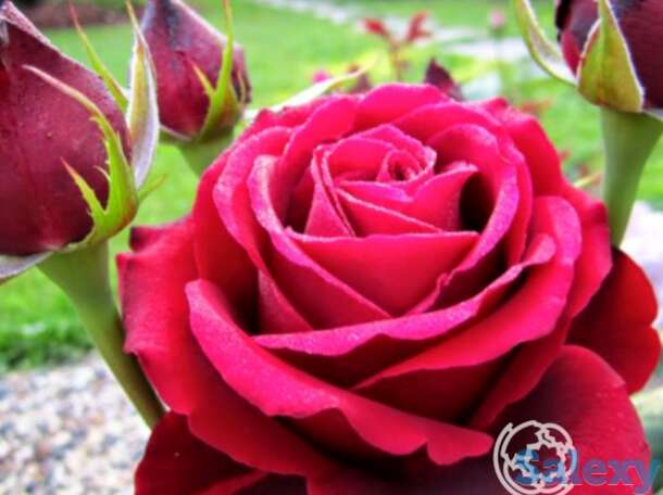 Роза норита чайно-гибридная, топалович, фотография 1