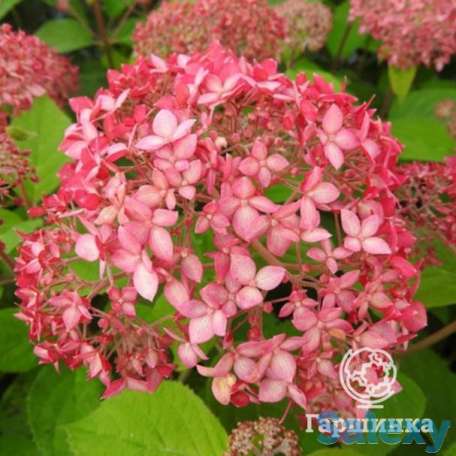 Гортензия пинк пинкушен, фотография 1