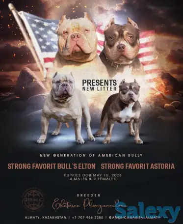 Американский булли, фотография 1