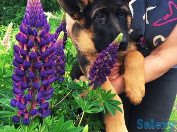 Немецкой овчарки щенков, фотография 5