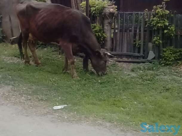 Продам корову., фотография 1
